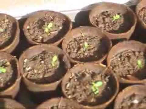 Oaxacan Gold Cannabis Sativa (8~9-Day Seedlings)[2/22/14 - 9:11am]