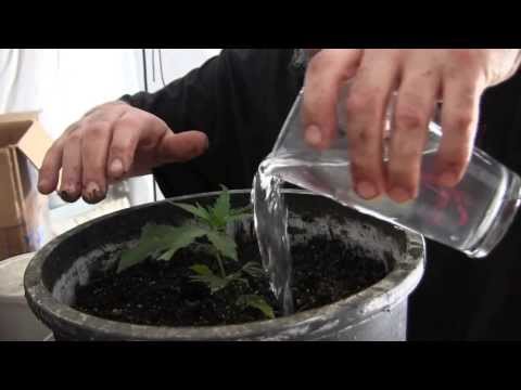 EPIC CLONING VIDEO! Transfer Clones to Pots! PH Soil testing! Part 2