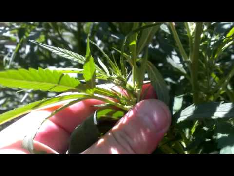 outdoor grow update 3 2013