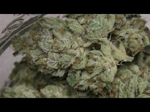 The FLOWER INITIATOR Grow Finale - 6 NIGHTS of HARVEST