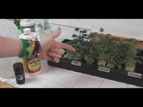 How to: Maintain Clones (For Fast Roots)