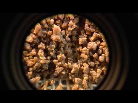 Bubbleman's World: Macro Fun With the New Lens