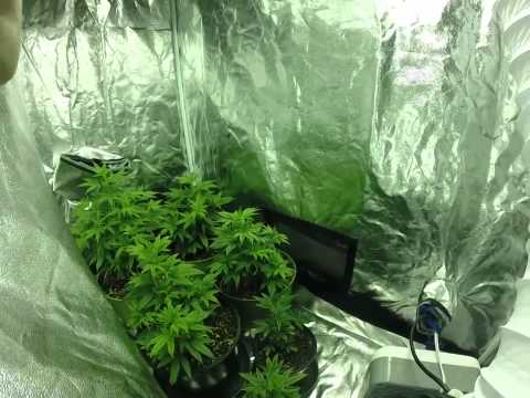 Cannabis Grow Op 4