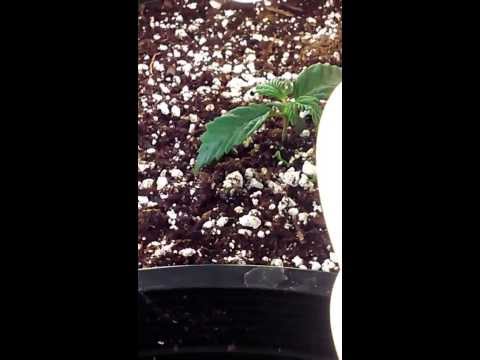 week one veg. small cfl grow update