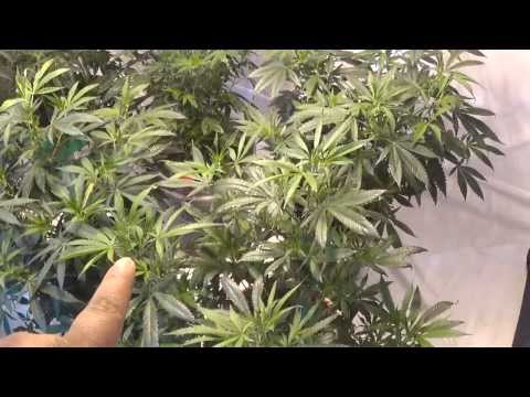 How to Harvest Medical Cannabis every week.....start of week 5