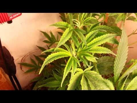 Cal / Mag and nitrogen deficient Cannabis
