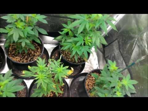 Week 6 Vegetation -  Clones of White Widow and Ice Bomb - Topped all plants - CFL Lighting