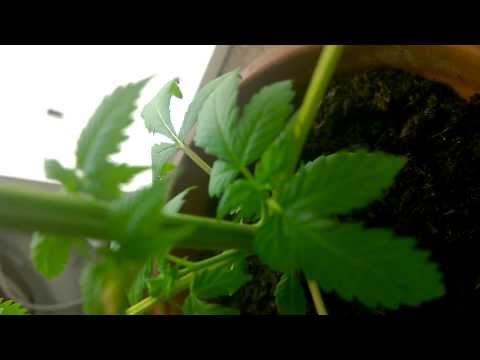 Weed Growing / cannabis grow