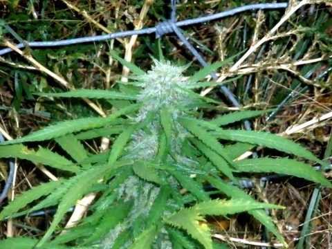 mr.kNOw1's 2013 outdoor grow in colorado