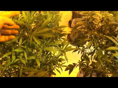 How to Harvest Medical Cannabis every week.....start of week 6