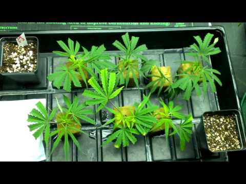 Marijuana Cloning Challenge The Roots Have Come!