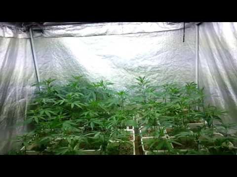 Veg Tent with Elevated Flood and Drain Tray self-watering