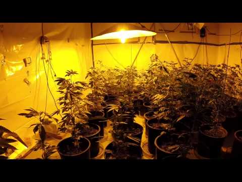 LICENSED MEDICINAL MJ FACILITY day 1 of flowering