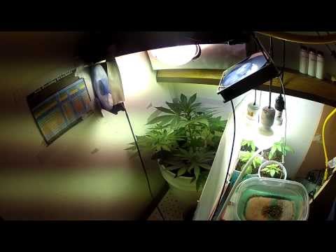 Growing Marijuana in My Closet! (Part 1)