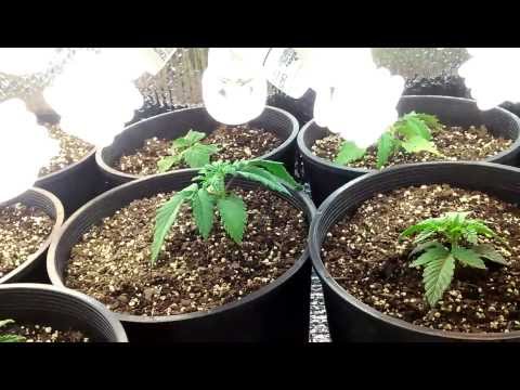 week 2 veg. small cfl grow update