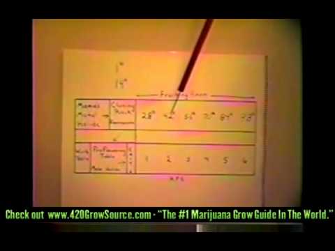 SEA OF GREEN - How To Grow Killer Pot pt.2 hot tips MUST-SEE!!!! Marijuana cannabis 420