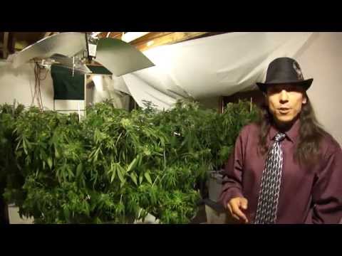 1 1/2 pound marijuana plants Normandy Spreader, Normandy Trainer, Normandy Technique