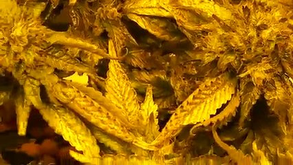 Marijuana Cultivation 12