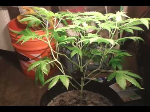 Project Green Fingers update #2 and wake&bake