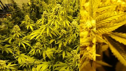 Marijuana Cultivation 11