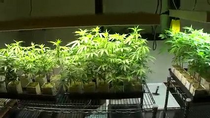 Marijuana Cultivation 10