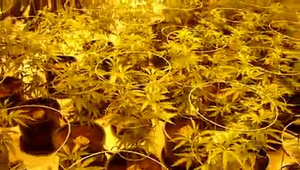 Marijuana Cultivation 8