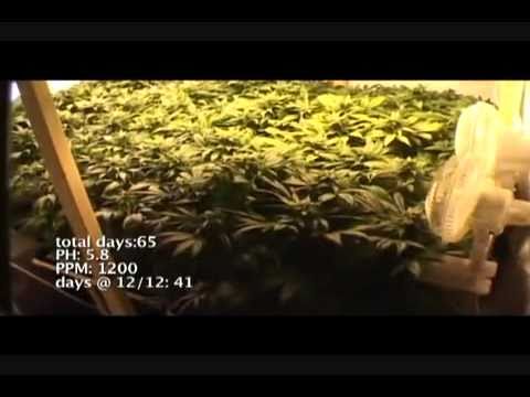 Medical Marijuana Grow 3