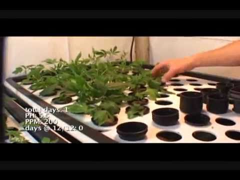 Medical Marijuana Grow 2