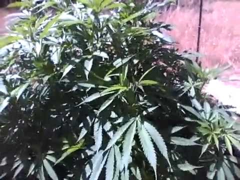 Medical Marijuana Grow Outdoor Grow