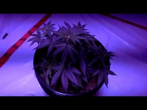 LED Grow B.M. Auto Day 35 and Veg Update