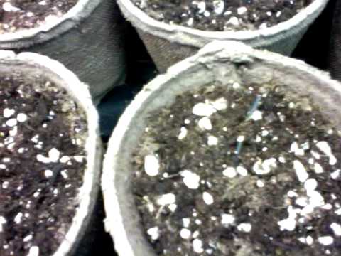 seedlings under fluors