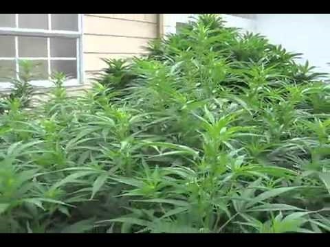 Medical Marijuana Grow Outdoor