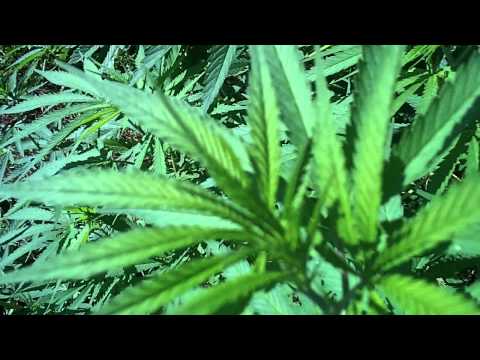 Outdoor Weed Plant Grow (Need Tips)