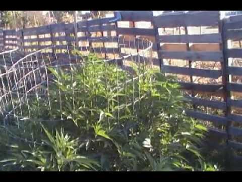 outdoor marijuana grow op