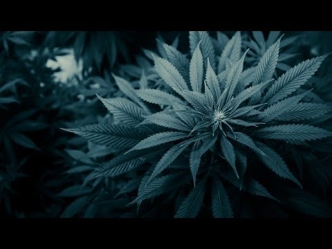 Primeiro cultivo de Cannabis - CanabizandoTV #1