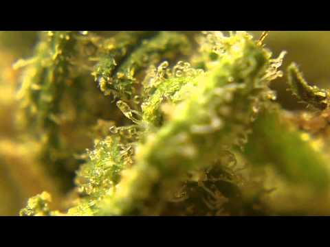 Ep 376 Purple Urkle Berry Strain Review 1080p Medical Marijuana Weed CannaVenture Seeds Hd high Def