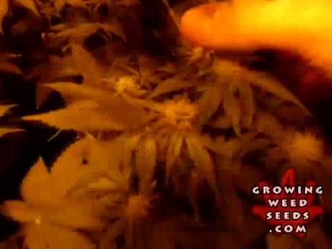 Marijuana Pictures - Snow White Weed Strain - Marijuana Seed Growing - indoor hydro weed - grow weed
