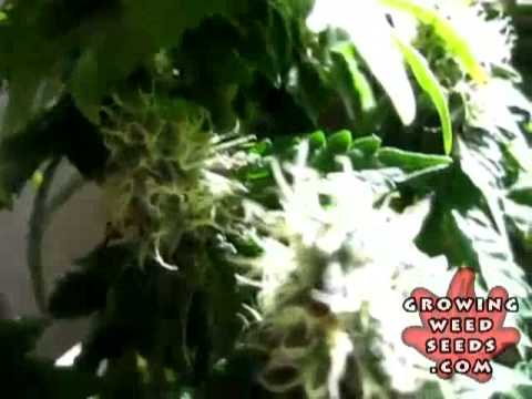 Marijuana Pictures - Orange Crush Weed Strain - Marijuana Seed Growing - free marijuana grow guide