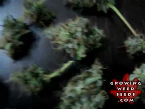 Marijuana Pictures - Orange Crush Weed Strain - Marijuana Seed Growing HARVEST DAY - grow tips