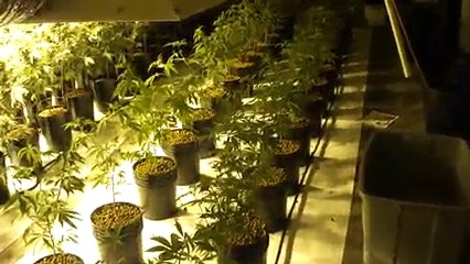 Marijuana Cultivation 5