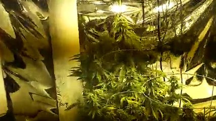 Marijuana Cultivation 6