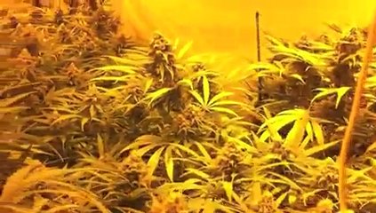 Marijuana Cultivation 4