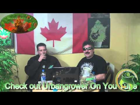 Cannabis in Canada is going to radio? Time4Hemp Promo