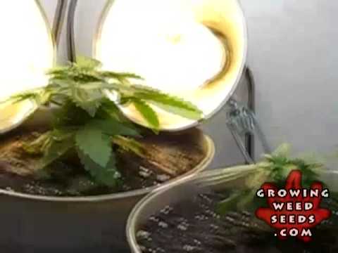 Marijuana Pictures - Orange Crush Weed Strain - Marijuana Seed Growing Day 27 - how to grow weed
