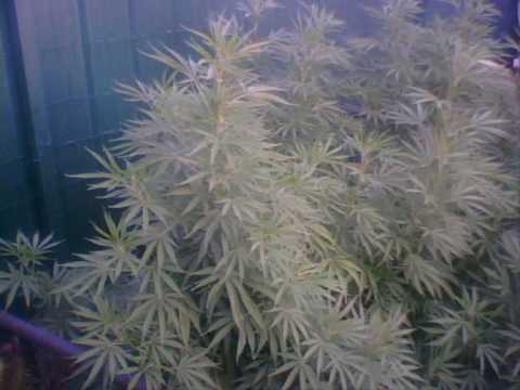 outdoor marijuana grow 2009