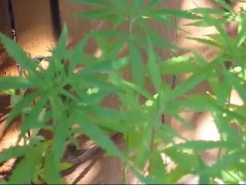 Oaxacan Gold - Cannabis Sativa (52 Days From Seed)[4/07/14]