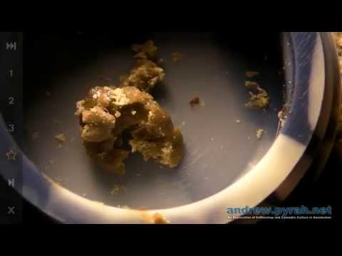3 Types of Hash from 1 Strain! BHO Shatter, Wax & Solventless Iceolator Bubble Hash - Amsterdam Weed