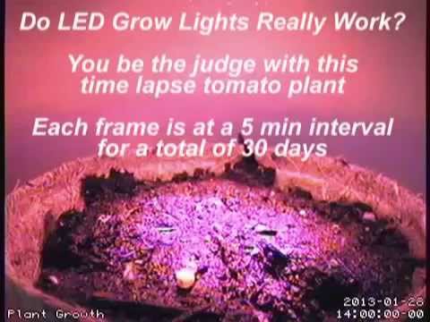 Does LED Grow Lights Really Work?