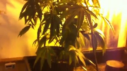 Marijuana Cultivation 1