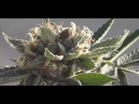 ''Say Hello'' Multi Strain Flower Montage G8 450 Results